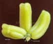  Stamens and Pistillode